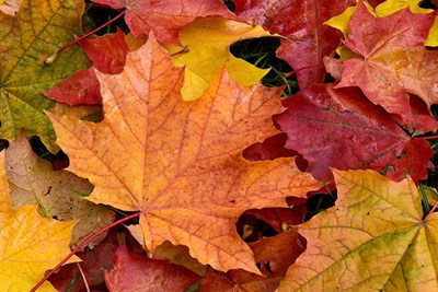 Leaf and Yard Recycling- New Hours Added