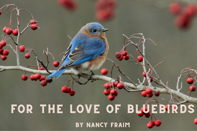 For the Love of Bluebirds